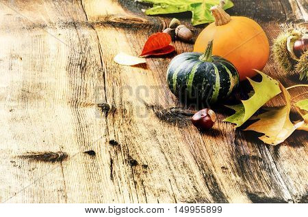 Autumn still-life with pumpkins and oak leaves. Copy space