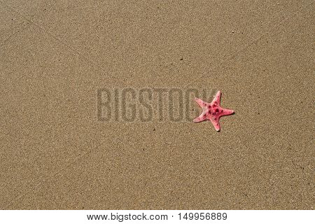Starfish in the sand at the seashore