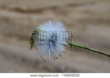 evening outdoors flower white green beautiful nature