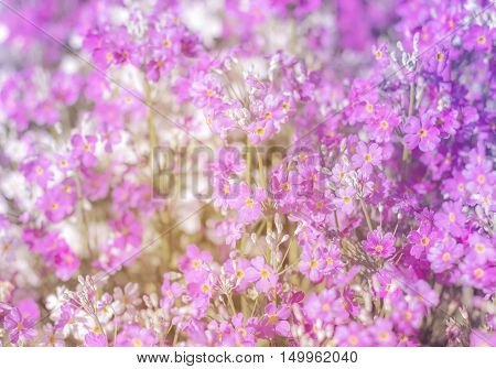 background of flowers soft focus for use as a background.