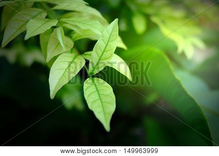 Buetiful green leaf background. green leaves on the green backgrounds