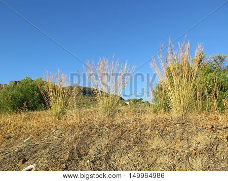 Clumps Of Esparto Grass
