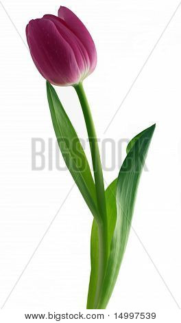 Enkele roze Tulip