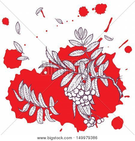 Wind stripping leaves off the Rowanberry branch. Red paint grunge spot background. Autumn mood. Hand drawn sketch isolated on white background. EPS10 vector illustration.