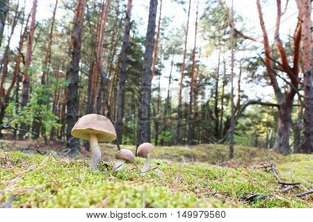 The brown-cap mushrooms grow in the green moss wood leccinums growing in the sun rays