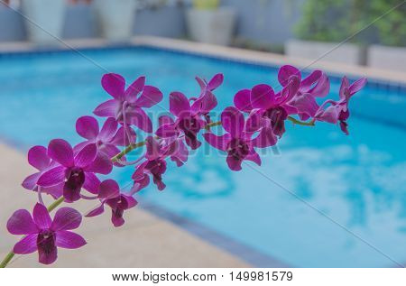 Purple flowers Beside the pool Then supremely beautiful