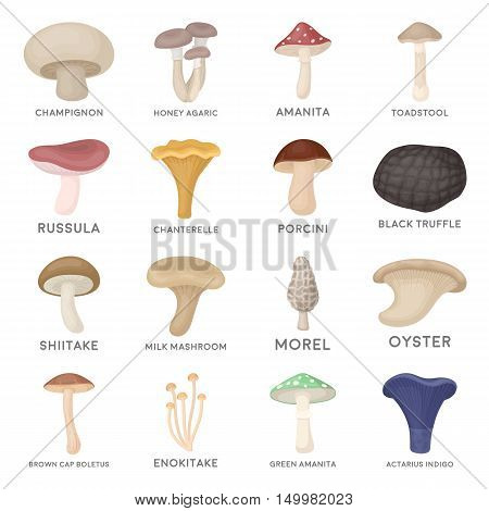 Mushroom set icons in cartoon style. Big collection of mushroom vector symbol.