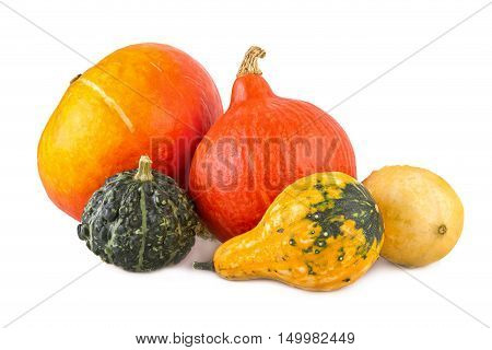 pumpkins colorful assorted squash various gourds ornamental
