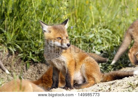 european fox cubs near the den ( Vulpes )