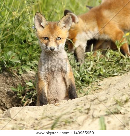 red fox cub looking at camera ( Vulpes )