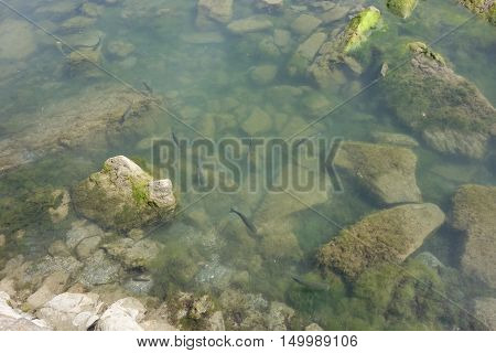 Cies Islands fishes swimming clear water in Vigo, Spain