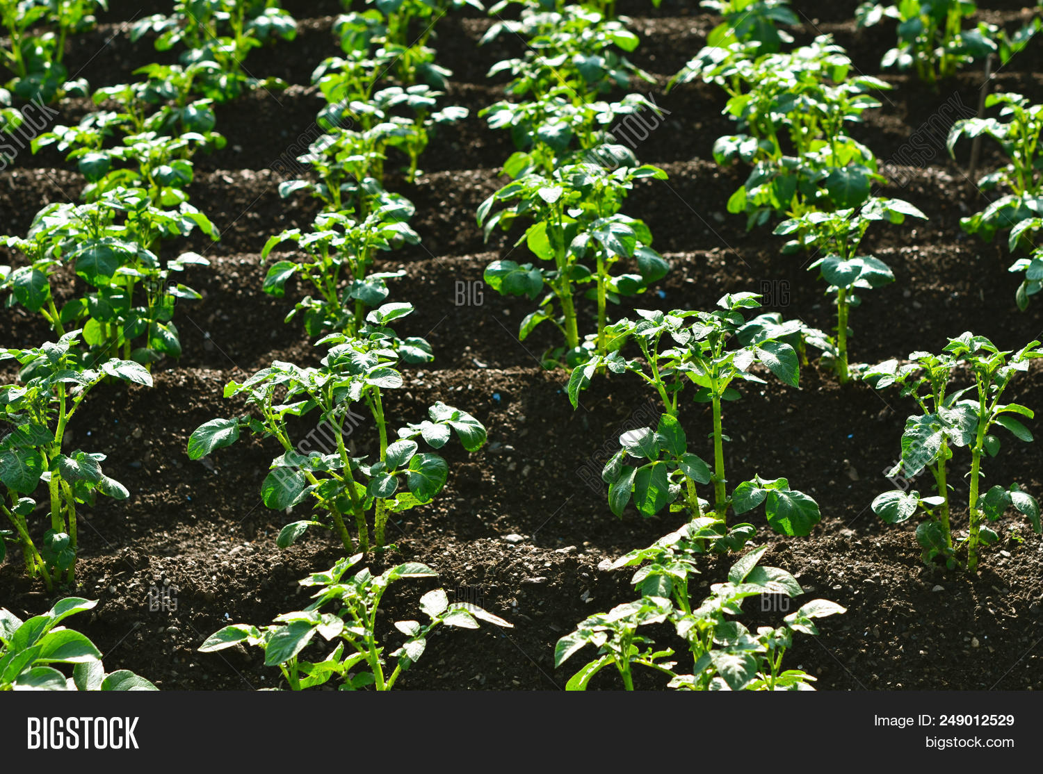 Почему окучивание картофеля способствует. Окучивание картофеля биология. Окучивание корней картофеля. Почему окучивание способствует повышению урожайности. Почему окучивание картофеля способствует.