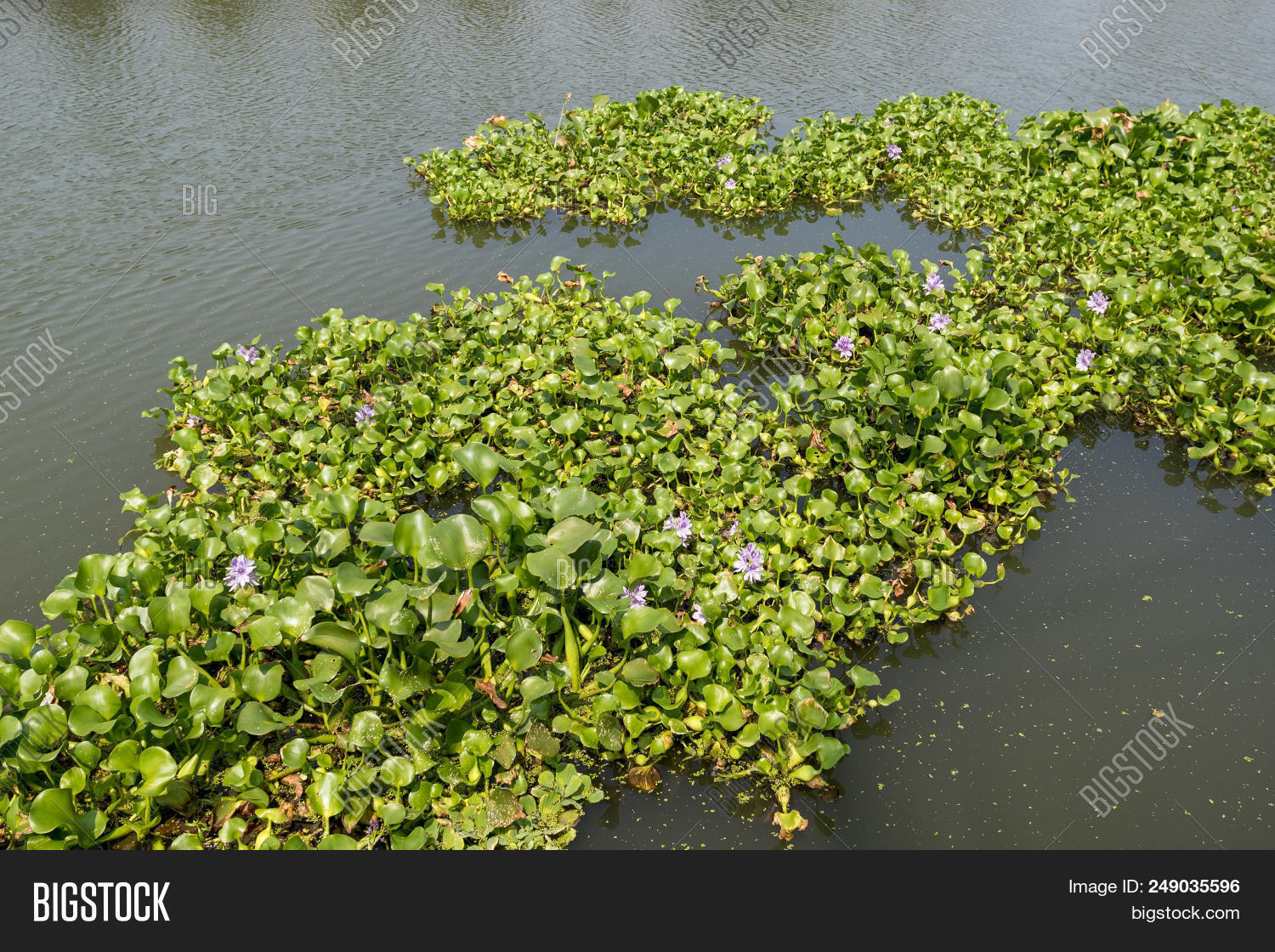 Water Hyacinth, Image & Photo (Free Trial) Bigstock
