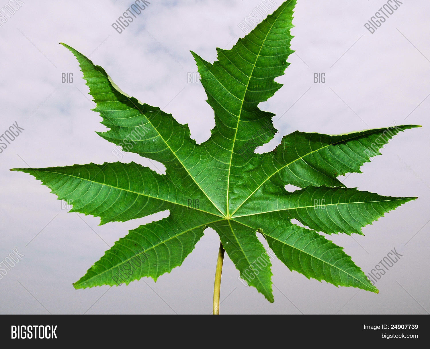 Castor Leaf Image & Photo (Free Trial) Bigstock