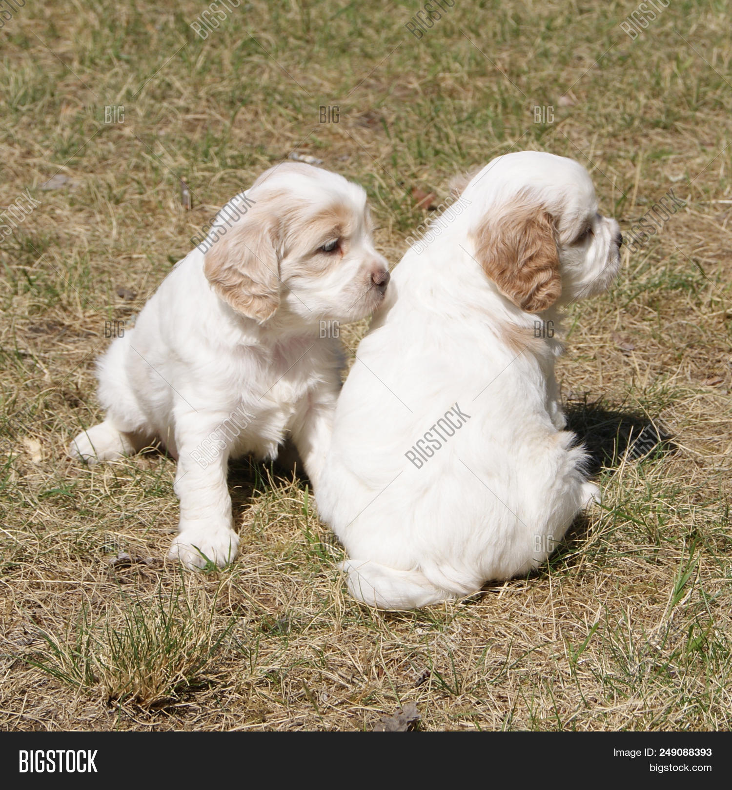 4 week old cavalier king charles spaniel
