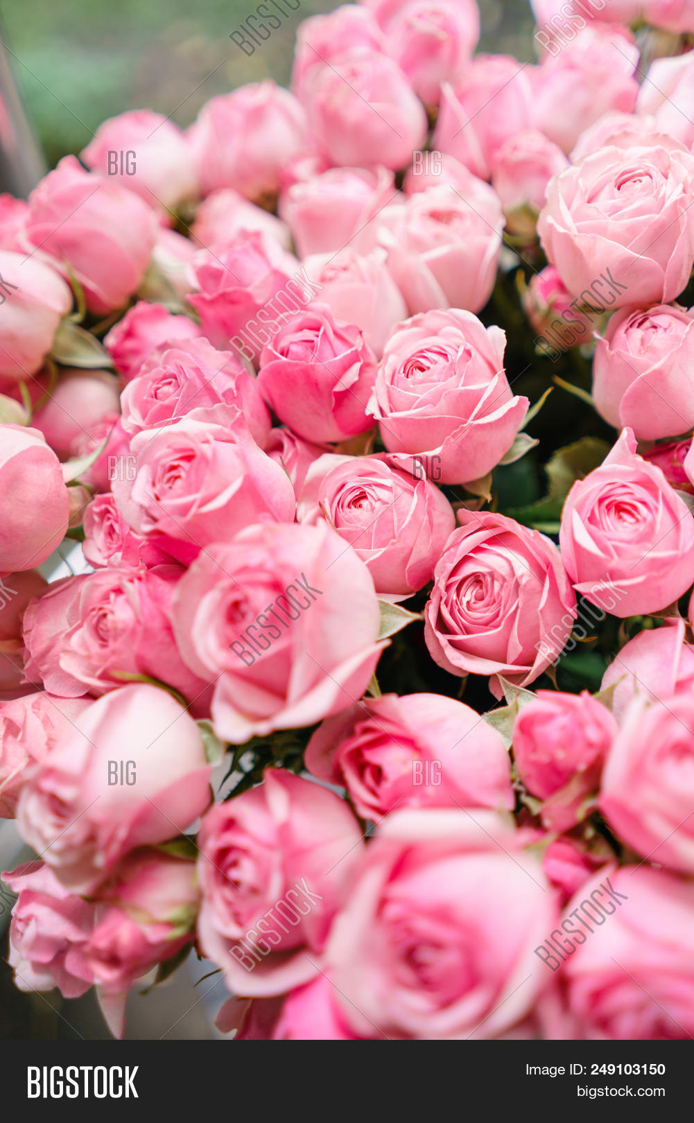 Lighte Pink Roses Image Photo Free Trial Stock Lighte Pink Roses Flowers In Vase On Wooden Table Beautiful Summer Bouquet Arrangement With