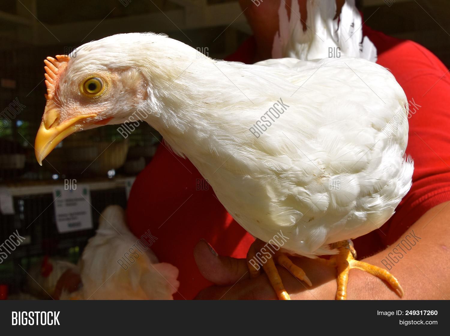 Pullert Young Pullet (chicken Image & Photo (Free Trial) | Bigstock