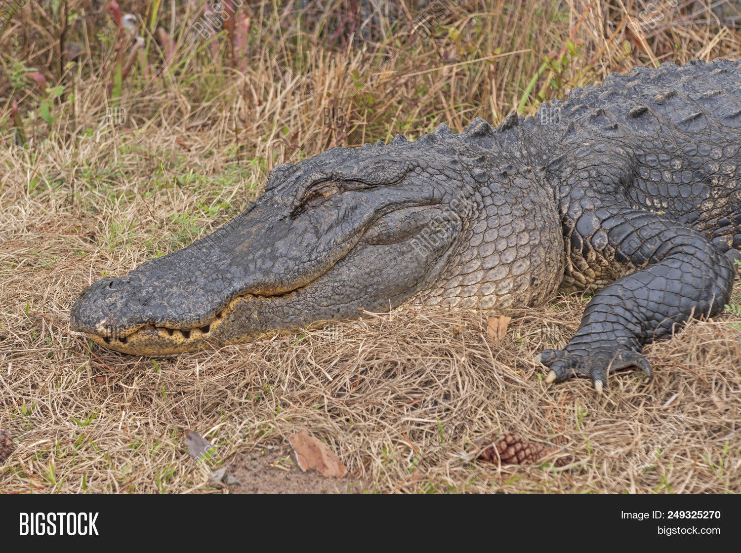 Head Shot Alligator Image & Photo (Free Trial) Bigstock