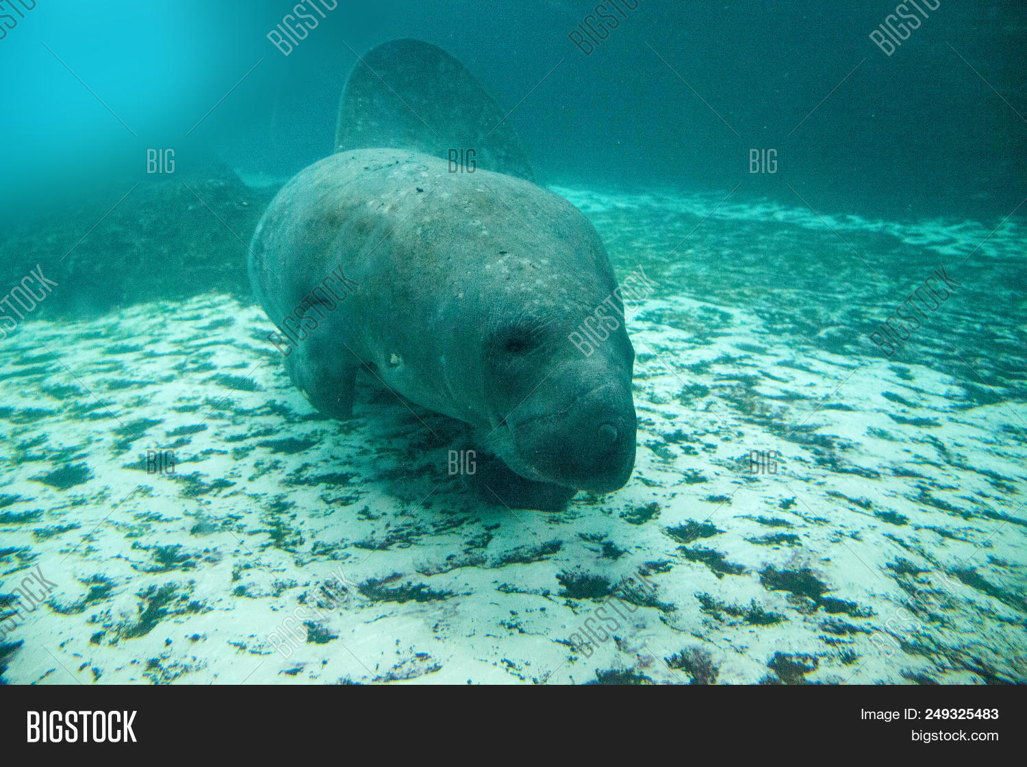 Florida Manatee Called Image & Photo (Free Trial) | Bigstock