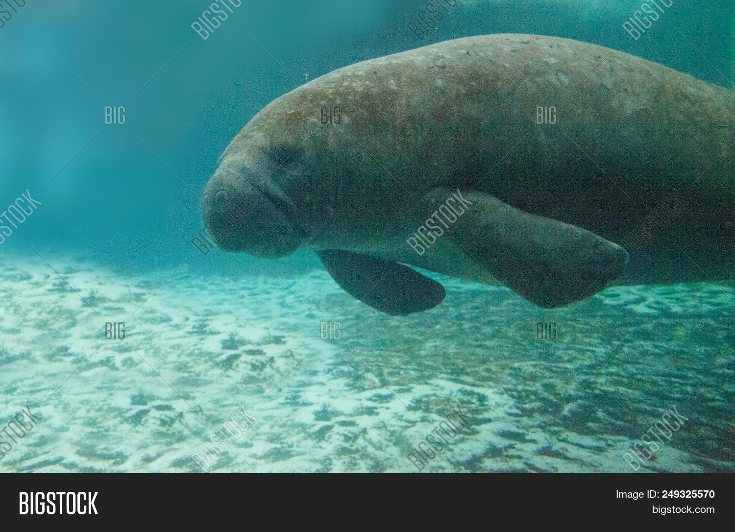 Florida Manatee Called Image & Photo (Free Trial) | Bigstock