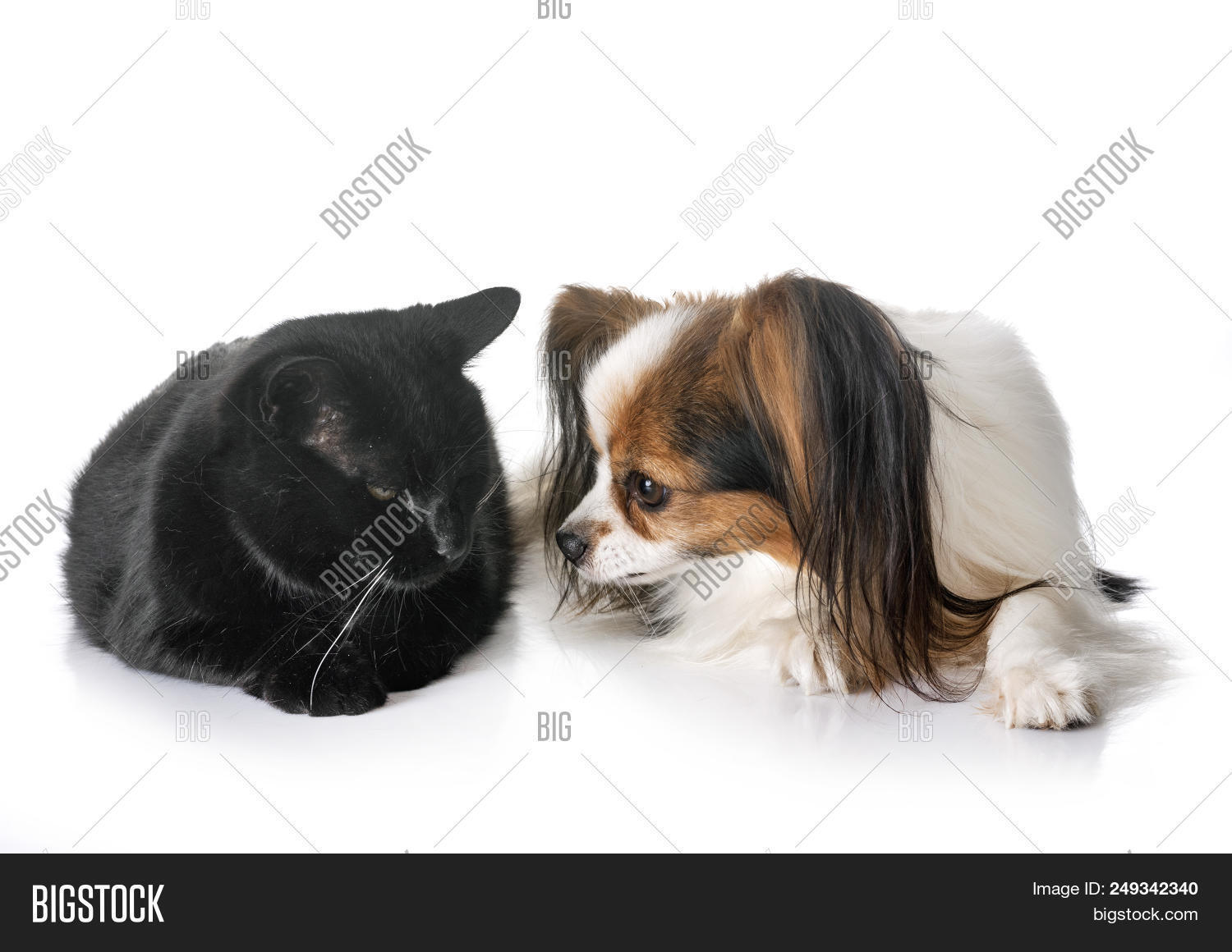 papillon dog cats