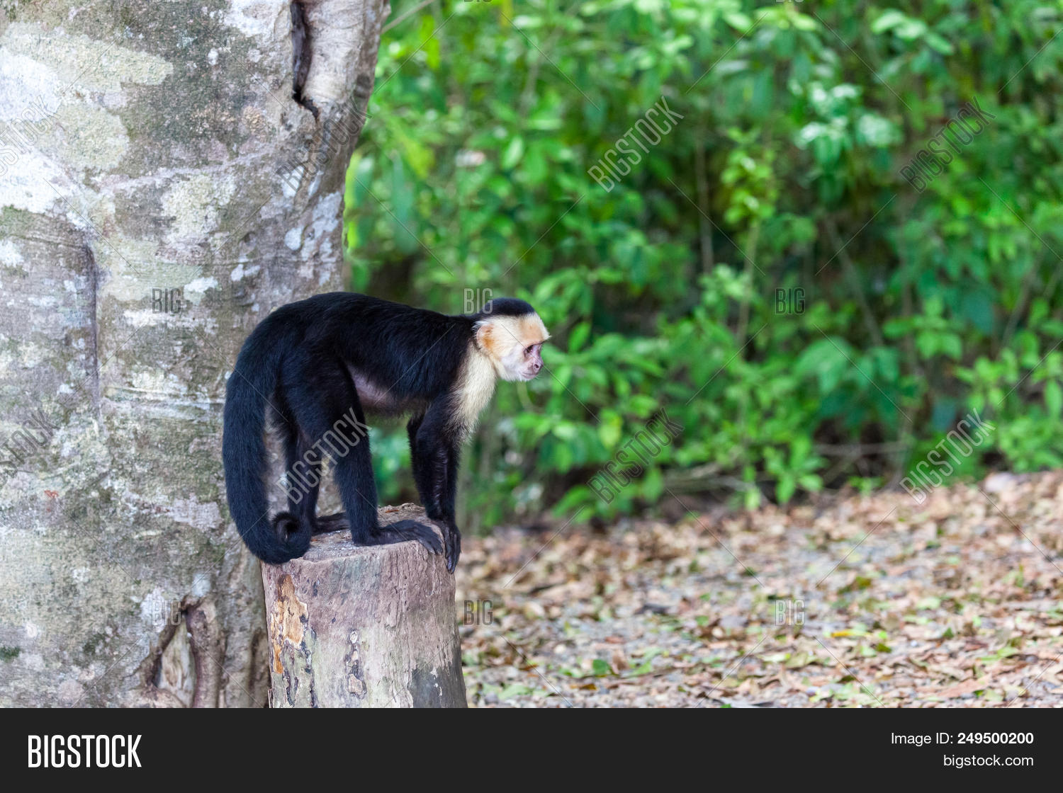 small white faced image
