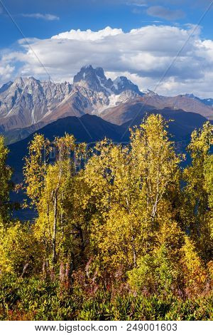Autumn landscape. Top Ushba in clouds. Birch forest on the hillside. View from Mount Mkheer. Main Caucasian ridge. Zemo Svaneti, Georgia 