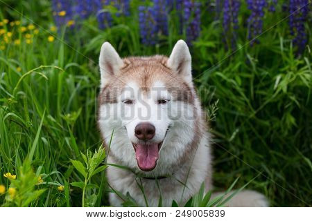 Portrait Of Beautiful Beige Dog Breed Siberian Husky With Tonque Hanging Out Sitting In Lupinus Fiel