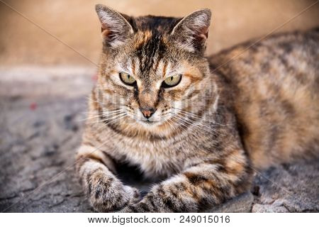 Beautiful striped cat reting