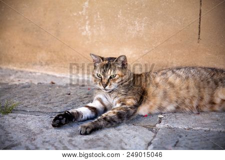 Beautiful striped cat reting