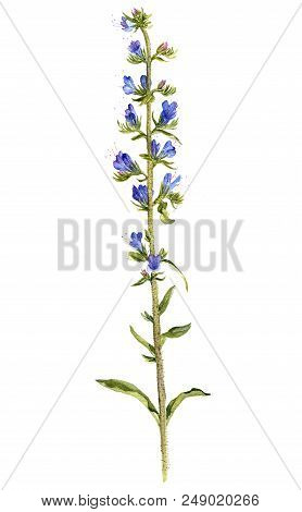 Watercolor Drawing Flower Of Blueweed, Painted Botanical Illustration, Hand Drawn Floral Illustratio
