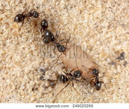 Ants And Formic Eggs In Nature. Macro