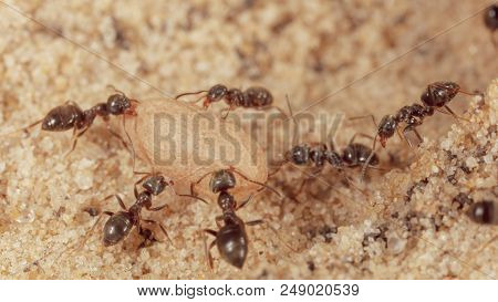 Ants And Formic Eggs In Nature. Macro