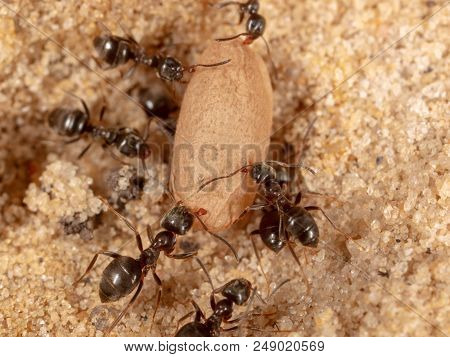 Ants And Formic Eggs In Nature. Macro