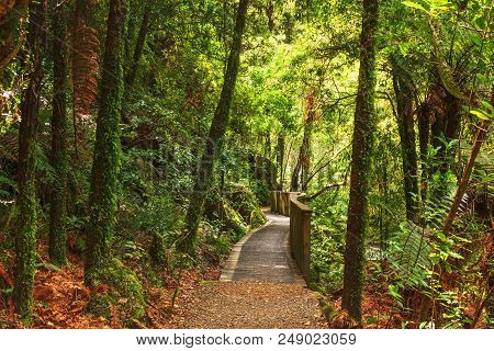 Pathway Through New Zealand Native Bush, Mangapohue Natural Bridge, Waitomo District, Waikato, New Z