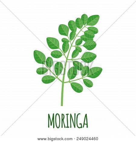 Moringa Vector Logo In Flat Style. Isolated Object. Superfood Moringa Medical Fruit. Vector Illustra