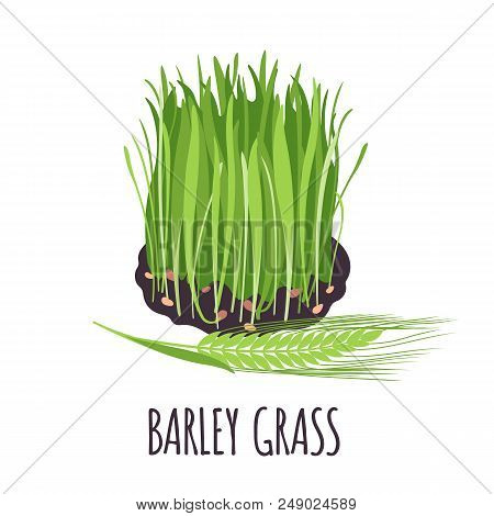 Barley Grass Vector Logo In Flat Style. Isolated Object. Superfood Barley Grass Medical Herb. Vector