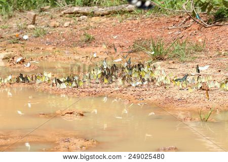 Many Butterfly Flying And Eating Salt On Ground At Pang Sida National Park, Thailand