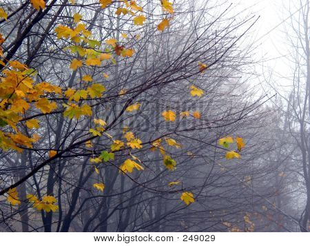 Últimas folhas de Maple no nevoeiro