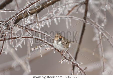 Zimní Sparrow