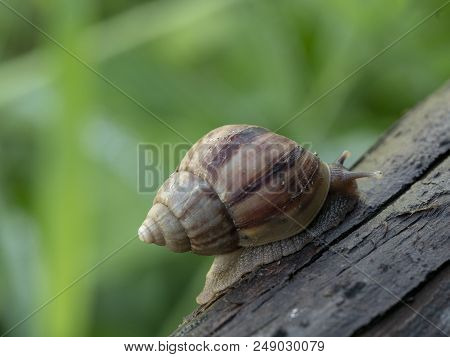 Snail Move Slowly On The Wood Onsoft Focus