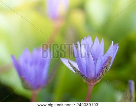 Beautiful Lotus Flower In The Pond Soft Focus