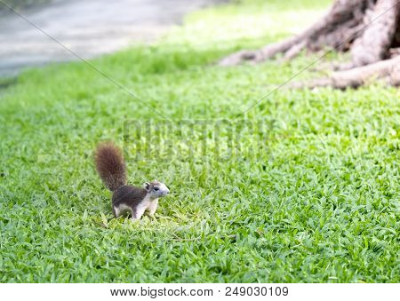 Cute Squirrel Looking Someting In The Garden
