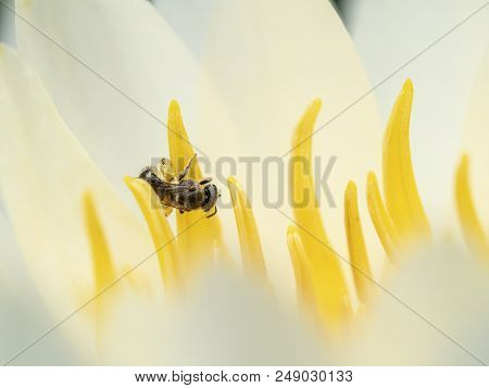 The Bee Is Collecting Nectar From Flowers