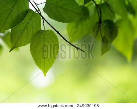 A Green Leaves Texture For Background On Soft Focus
