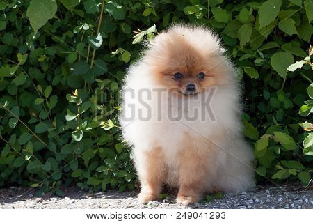 Pomeranian Puppy Is Sitting Near A Blossoming Green Bush. Deutscher Spitz Or Zwergspitz. Pet Animals