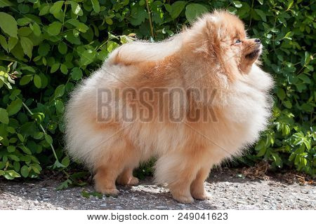 Cute Pomeranian Spitz Close Up. Deutscher Spitz Or Zwergspitz. Pet Animals.