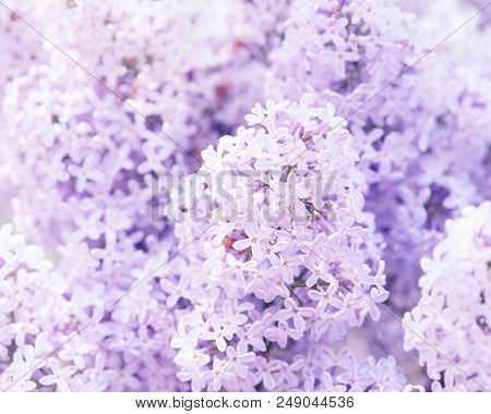 Flowering Tender Lilac In The Soft Morning Light, Nature Background