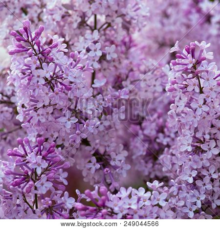 Flowering Tender Lilac In The Soft Morning Light, Nature Background