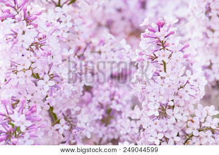 Flowering Tender Lilac In The Soft Morning Light, Nature Background